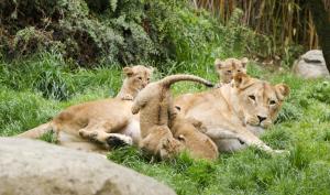 Am Kindertag in den Zoo - Kigali mit Jungtieren beobachten © Zoo Leipzig