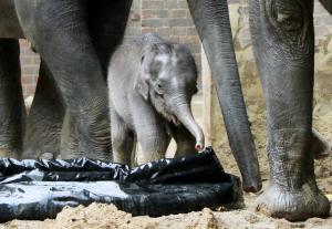 Am Samstag um 14 Uhr bekommt das Elefantenkalb einen Namen © Screenshot Zoo Leipzig