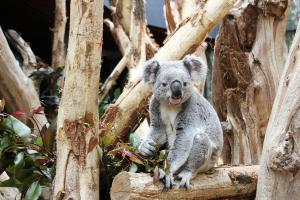 Ausgezeichnet Koala-Haus mit Oobi-Ooobi © Zoo Leipzig