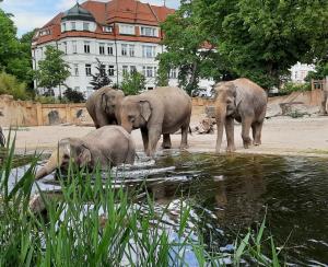 Baden am Elefantentempel - an den Entdeckertagen Elefanten mehr erfahren © Zoo Leipzig