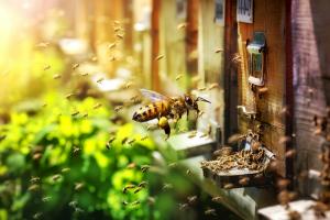 Bienen im Bienengarten - Gemeinsam viel erreichen © Zoo Leipzig