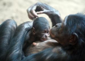 Bonobojungtier im Arm der Mutter © Zoo Leipzig
