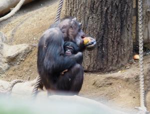 Corry mit Schimpansensohn Badu © Zoo Leipzig