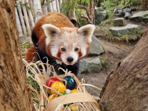 Der Rote Panda hat sein Osternest schon gefunden © Zoo Leipzig
