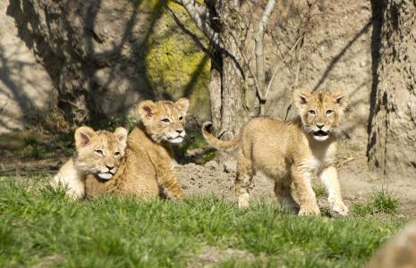 Die drei Jungtiere gemeinsam auf der Außenanlage © Zoo Leipzig