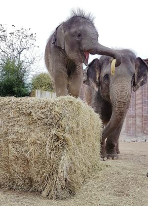 Ein Weihnachts-Leckerbissen für dein Lieblingstier - Zoo Leipzig startet Spendenaktion - Elefantenjungtier Kiran © Zoo Leipzig