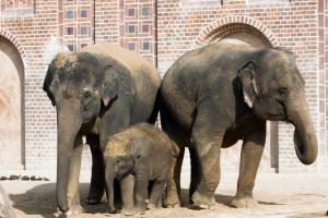 Elefantenbulle Kiran (mi) mit Mutter Rani (l) und Thuza (re) © Zoo Leipzig