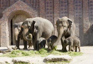 Elefantenherde mit Jungtieren © Zoo Leipzig