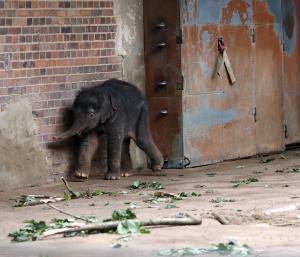 Elefantenkalb von Rani im Elefantentempel © Zoo Leipzig
