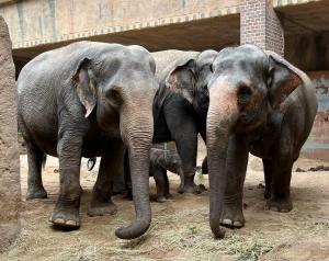 Elefantenkalb zwischen Tante Thuza, Mutter Pantha und Oma Kewa © Zoo Leipzig