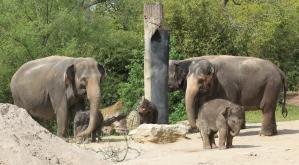  Elefantenkühe Kewa Thuza und Pantha mit ihren Kälbern © Zoo Leipzig
