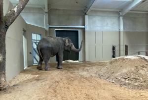 Elefantenkuh Don Chung im neuen Elefantenhaus in Cottbus unmittelbar nach der Ankunft © Zoo Leipzig