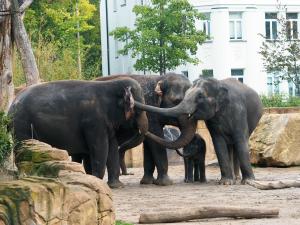 Elefantenkuh Kewa macht Bekanntschaft mit Don Chung, Rani und Kiran © Zoo Leipzig