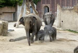 Elefantennachwuchs im Zoo Leipzig © Zoo Leipzig