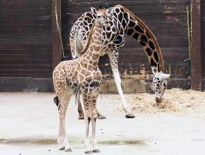 Giraffejungtier Niara beäugt neugierig die Namensbekanntmachung © Zoo Leipzig