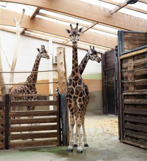 Giraffenbulle Matyas im neuen Gehege © Zoo Leipzig