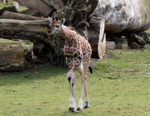 Giraffenjungtier auf der Kiwara-Savanne © Zoo Leipzig
