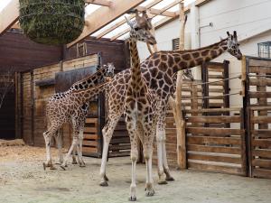 Giraffenkuh Rania im Vordergrund © Zoo Leipzig