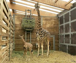 Giraffenkuh Sipiwe mit ihrer Tochter © Zoo Leipzig