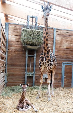 Giraffenkuh Sipiwe mit ihrer Tochter am Tag der Geburt © Zoo Leipzig