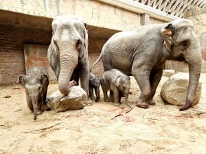 Kewa hat eine Tochter - Drei Elefantenjungtiere im Zoo leipzig © Zoo Leipzig