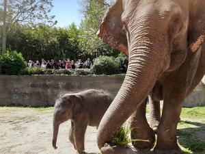 Kewas Tochter mit ihrer Mutter © Zoo Leipzig