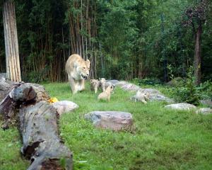 Kigali mit ihren vier Jungen auf der Freianlage der Löwensavanne © Zoo Leipzig