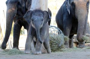 Kleiner Elefantenbulle auf großer Namenssuche © Zoo Leipzig