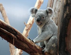 Koala Oobi Ooobi © Zoo Leipzig