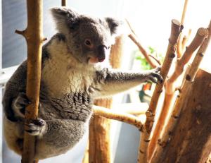 Koala-Weibchen Mandie © Zoo Leipzig