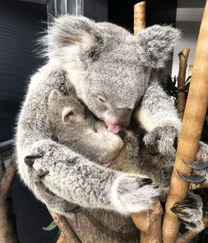 Koala-Weibchen Mandie bei der Pfleger ihres Jungtieres © Zoo Leipzig
