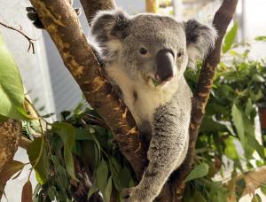 Koala Yuma in seinem neuen Gehege © Zoo Leipzig