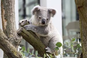 Koalajungtier Bouddi im Außengehege © Zoo Leipzig