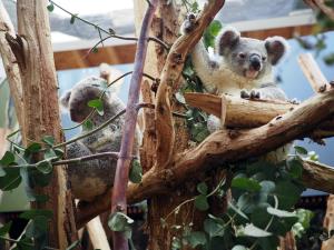 Koalajungtier Bouddi mit Mutter Mandie (l) © Zoo Leipzig