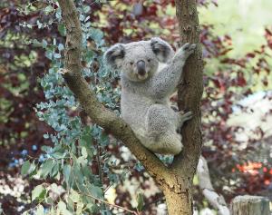 Koalamännchen Yuma auf der Außenanlage © Zoo Leipzig