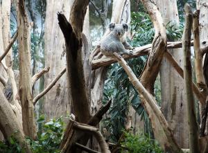 Koalamännchen Yuma im Schaugehege des Koala-Hauses © Zoo Leipzig