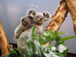 Koalaweibchen Mandie mit Sohn Bouddi © Zoo Leipzig