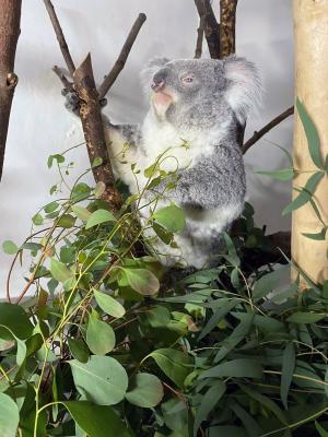 Koalaweibchen Wooli © Zoo Leipzig