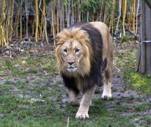 Löwe Majo ist gefordert © Zoo Leipzig