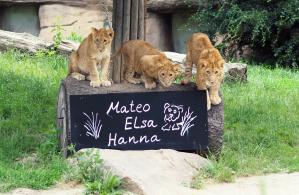 Löwenjungtiere Mateo, Elsa, Hanna © Zoo Leipzig