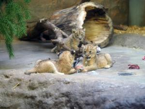 Löwenjungtiere auf Wanderschaft in der Schauhöhle © Screenshot Zoo Leipzig
