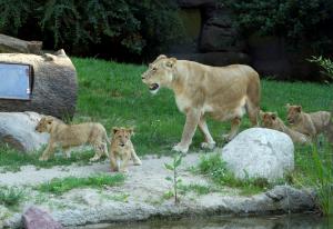 Löwenmutter Kigali mit ihren vier Jungtieren © Zoo Leipzig