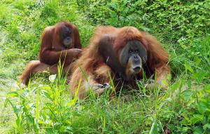 Orang-Utan Mann Bimbo mit Weibchen auf der Außenanlage von Pongoland © Zoo Leipzig