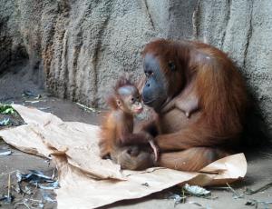Orangweibchen Pini mit Tochter Rima © Screenshot Zoo Leipzig