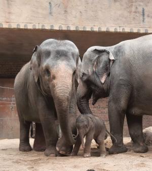 Pantha mit ihrem Sohn und ihrer Mutter Kewa © Zoo Leipzig