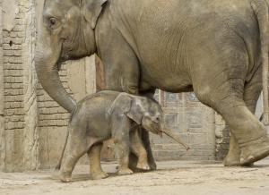 Rani mit ihrem Sohn © Screenshot Zoo Leipzig