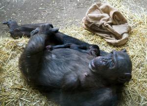 Schimpansenweibchen Fraukje mit ihrer Tochter auf der Innenanlage von Pongoland © Zoo Leipzig