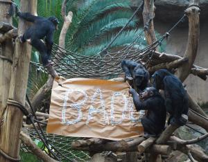 Schimpansengruppe mit Taufbanner Badu © Zoo Leipzig