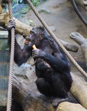 Schimpansennachwuchs mit Mutter © Zoo Leipzig
