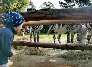 Spannende Einblicke bei den Entdeckertagen Afrika - Zebras beobachten © Zoo Leipzig